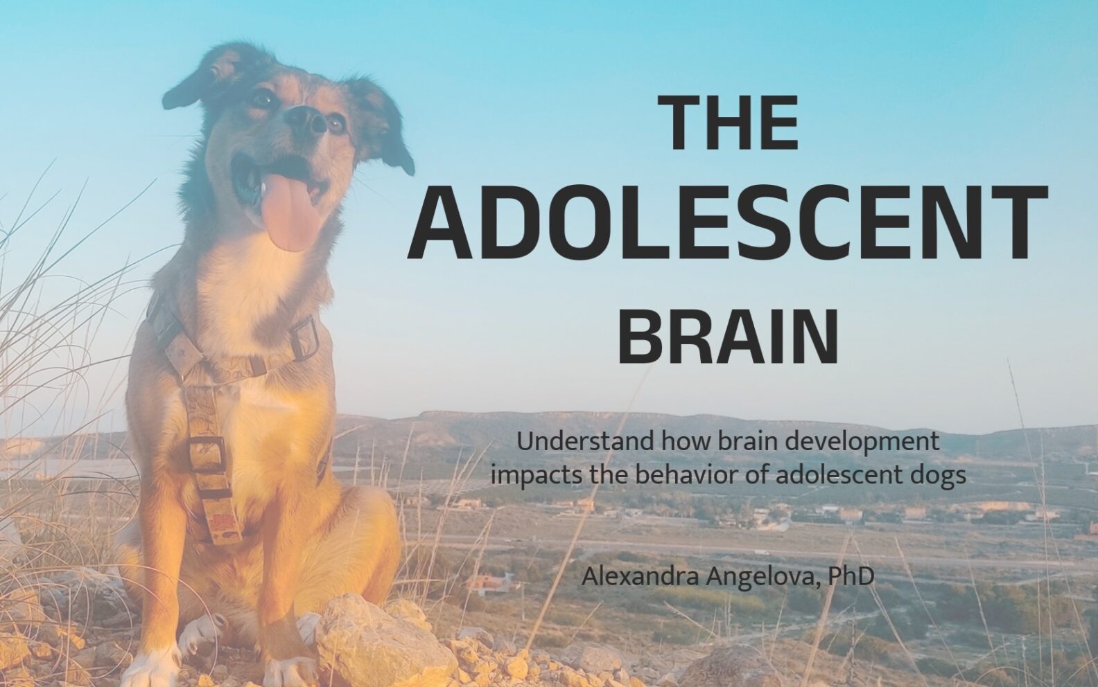 The Adolescent Brain