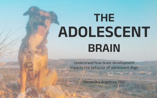 The Adolescent Brain