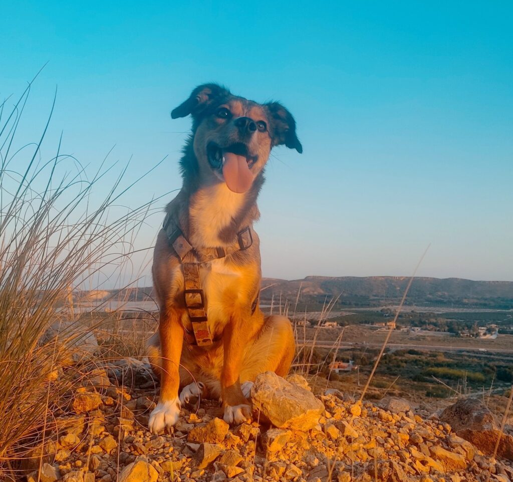 The Adolescent Brain